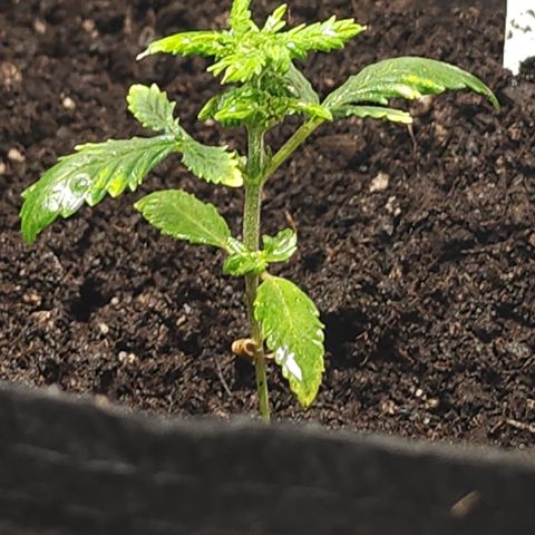 White widow  growlog timeline photo