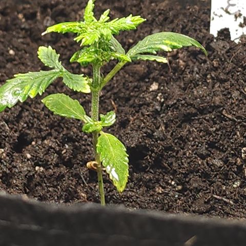 White widow  growlog timeline photo