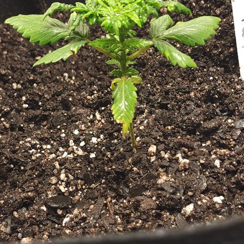 Purple Queen Automatic growlog timeline photo