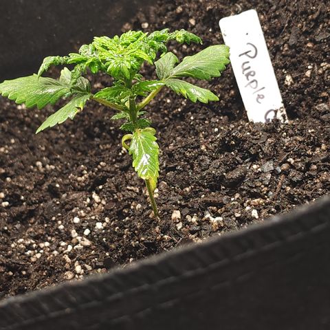 Purple Queen Automatic growlog timeline photo