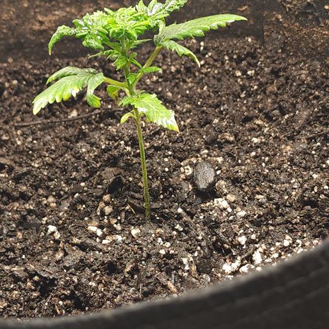 Purple Queen Automatic growlog timeline photo