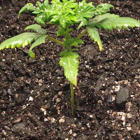 Purple Queen Automatic growlog timeline photo