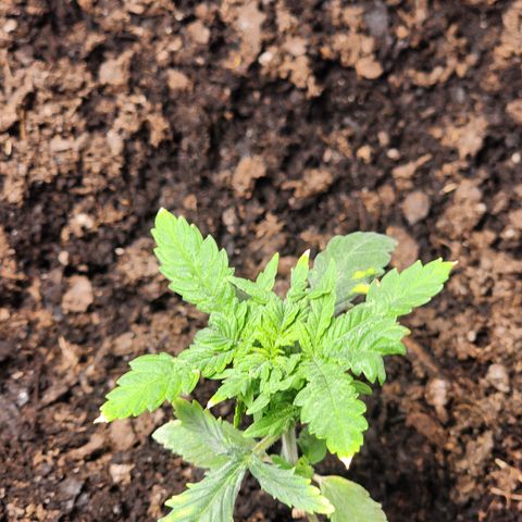 White widow  growlog photo: Before adding week 5 of nutrients 