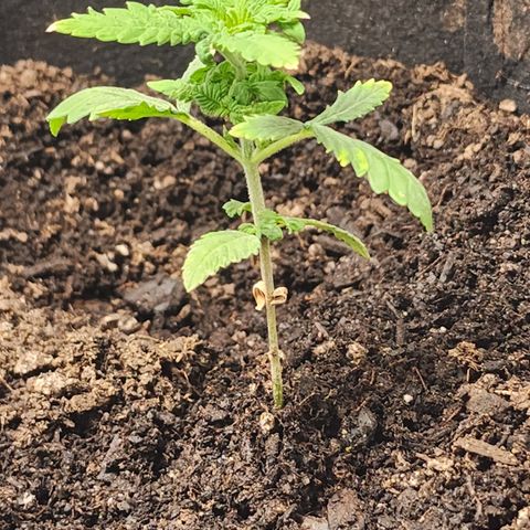 White widow  growlog photo: Before adding week 5 of nutrients 