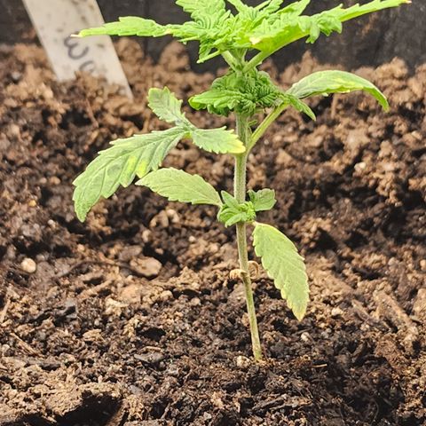 White widow  growlog photo: Before adding week 5 of nutrients 