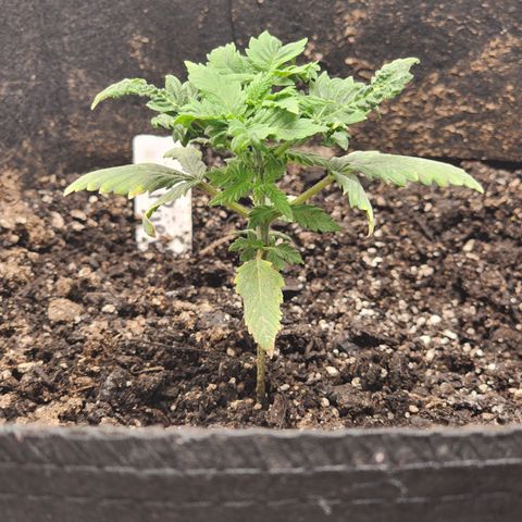 Purple Queen Automatic growlog photo: Before adding week 5 nutrients 