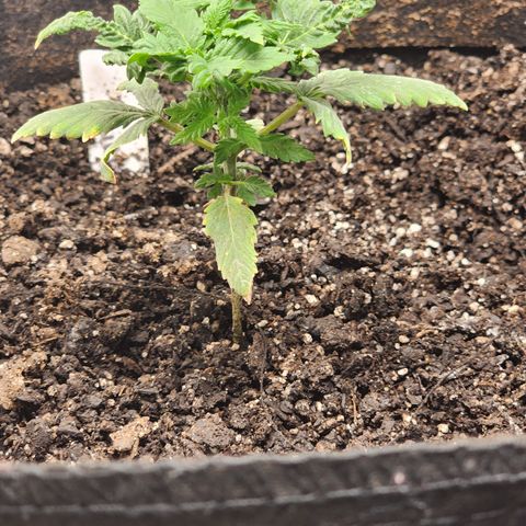Purple Queen Automatic growlog photo: Before adding week 5 nutrients 