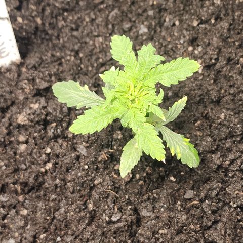 White widow  growlog timeline photo