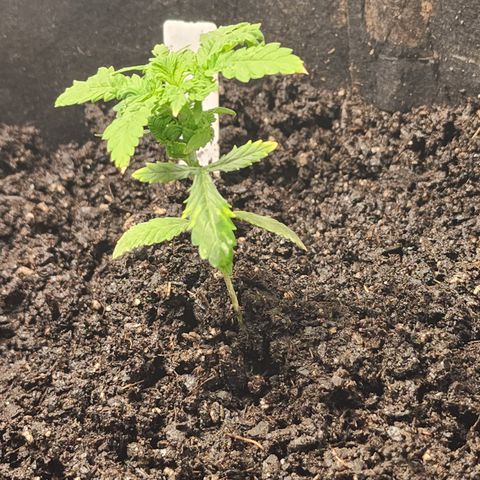 White widow  growlog timeline photo