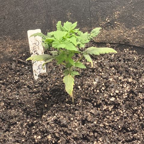 Purple Queen Automatic growlog timeline photo