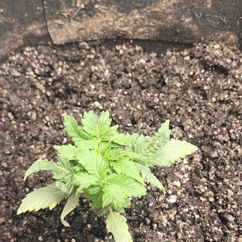 Purple Queen Automatic growlog timeline photo