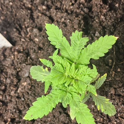 White widow  growlog timeline photo
