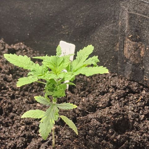 White widow  growlog timeline photo