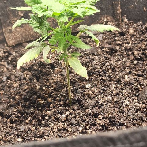 Purple Queen Automatic growlog timeline photo
