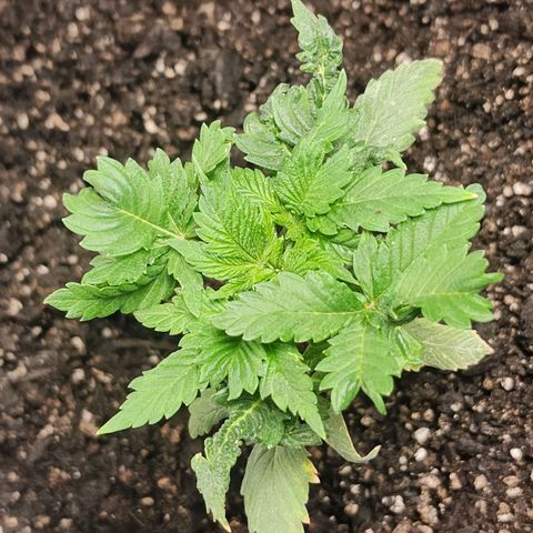 Purple Queen Automatic growlog timeline photo