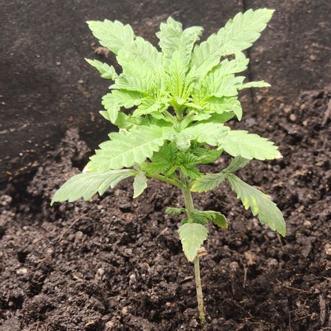 White widow  growlog timeline photo