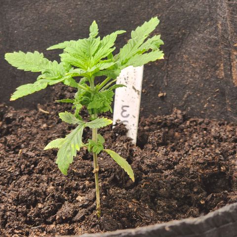 White widow  growlog timeline photo