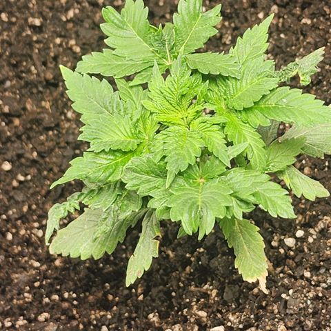 Purple Queen Automatic growlog timeline photo