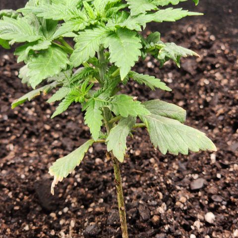 Purple Queen Automatic growlog timeline photo