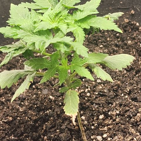 Purple Queen Automatic growlog timeline photo