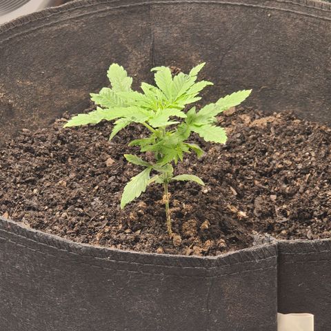 White widow  growlog timeline photo