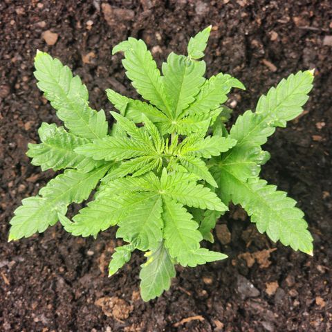White widow  growlog timeline photo