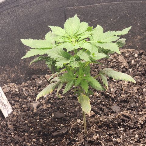 Purple Queen Automatic growlog timeline photo
