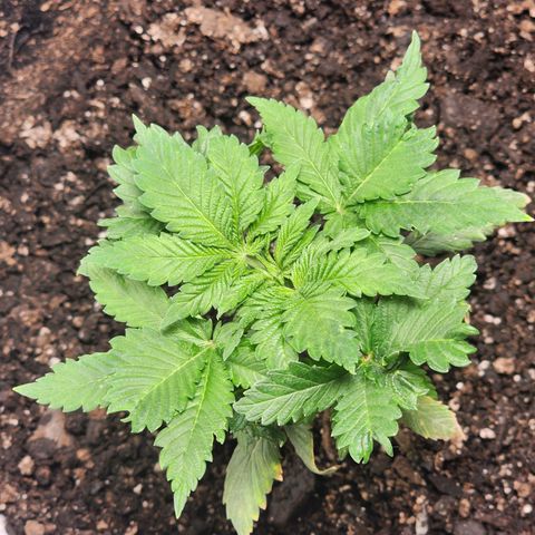 Purple Queen Automatic growlog timeline photo