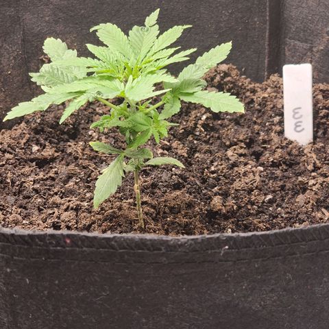 White widow  growlog timeline photo