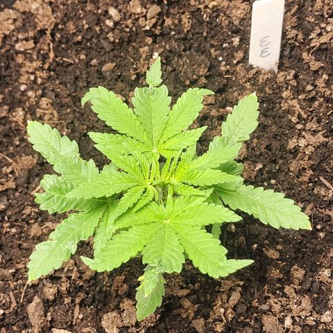 White widow  growlog timeline photo