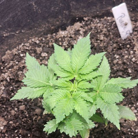 Purple Queen Automatic growlog timeline photo