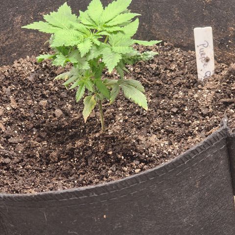 Purple Queen Automatic growlog timeline photo