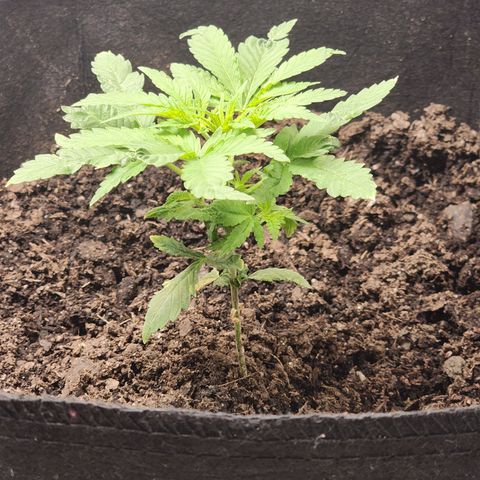 White widow  growlog timeline photo