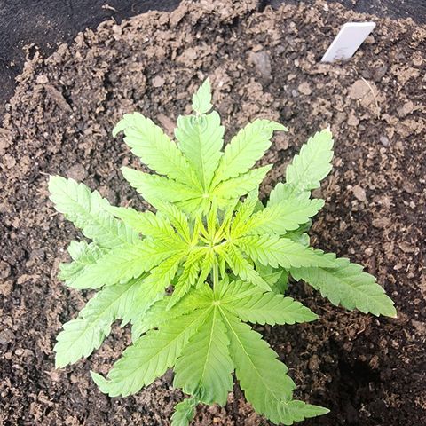 White widow  growlog timeline photo