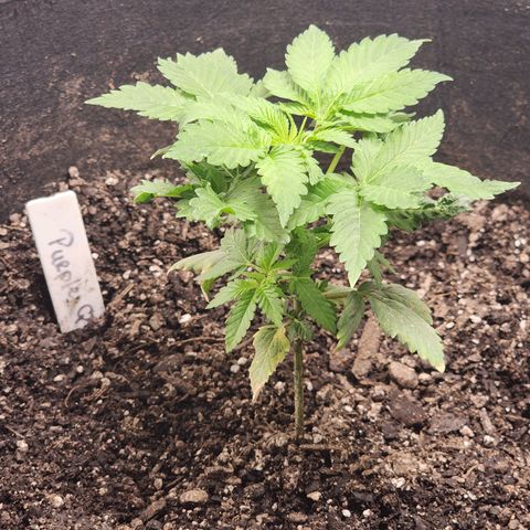Purple Queen Automatic growlog timeline photo
