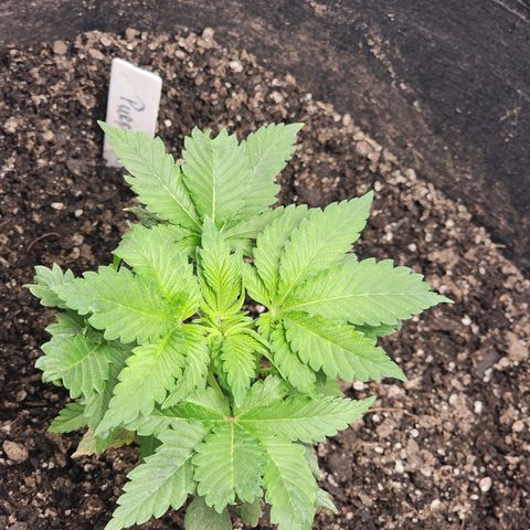 Purple Queen Automatic growlog timeline photo