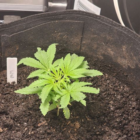 White widow  growlog photo: After adding nutrients. 5 1/2 inches tall and 5 1/2 inches wide