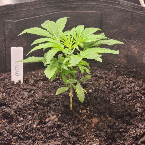 White widow  growlog photo: After adding nutrients. 5 1/2 inches tall and 5 1/2 inches wide