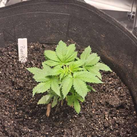 Purple Queen Automatic growlog photo: 5 1/2 inches tall and 5 1/2 inches wide