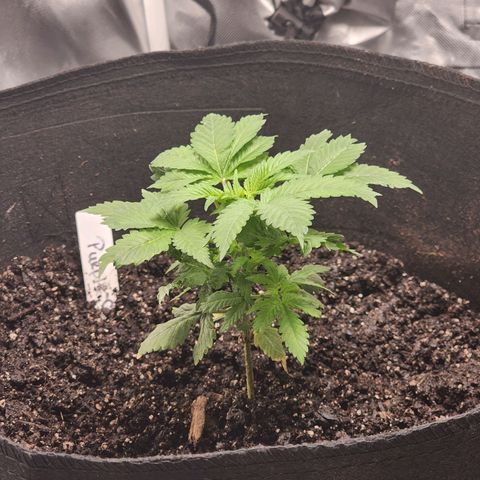 Purple Queen Automatic growlog photo: 5 1/2 inches tall and 5 1/2 inches wide