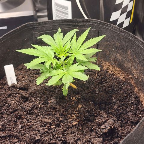 White widow  growlog timeline photo