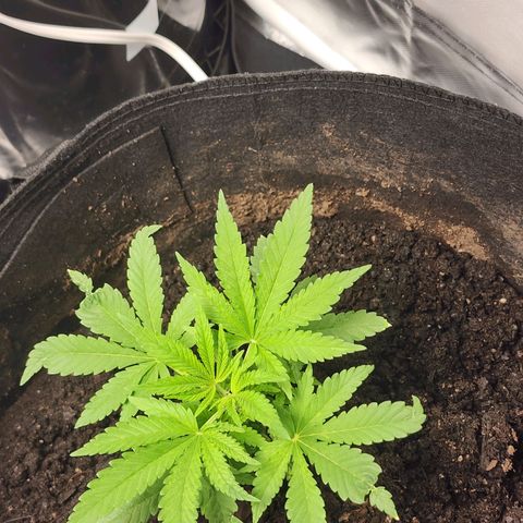White widow  growlog timeline photo