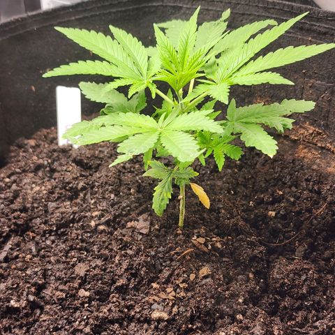 White widow  growlog timeline photo