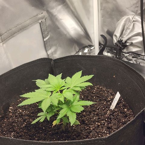 Purple Queen Automatic growlog photo: One day after being topped