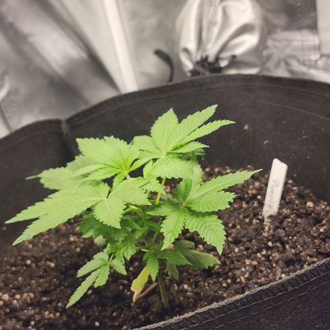 Purple Queen Automatic growlog photo: One day after being topped