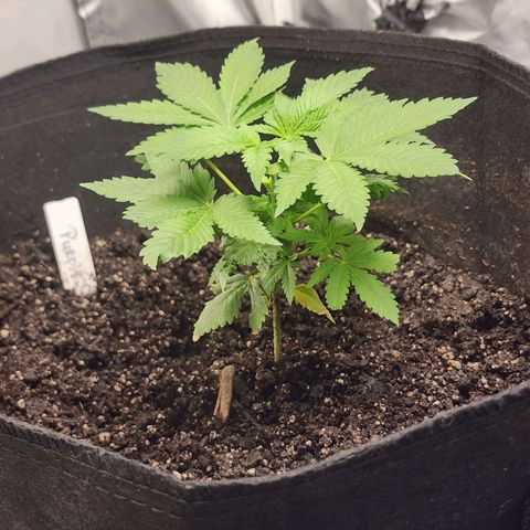 Purple Queen Automatic growlog photo: One day after being topped