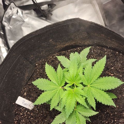 Purple Queen Automatic growlog photo: One day after being topped