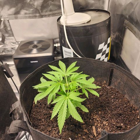 White widow  growlog timeline photo