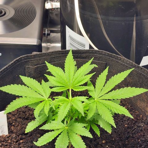 White widow  growlog timeline photo