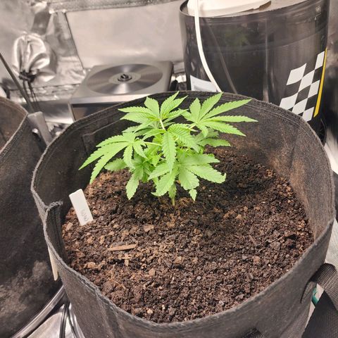 White widow  growlog timeline photo